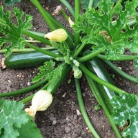 Courgettes rsz.jpg