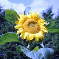Sunflower rsz.jpg