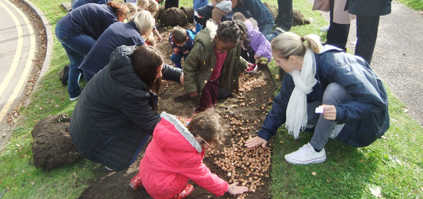 Volunteers plant 10,000 Puple4Polio crocuses across Bracknell